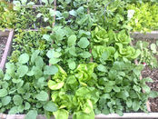 Saláty a ředkvičky ve skleníku